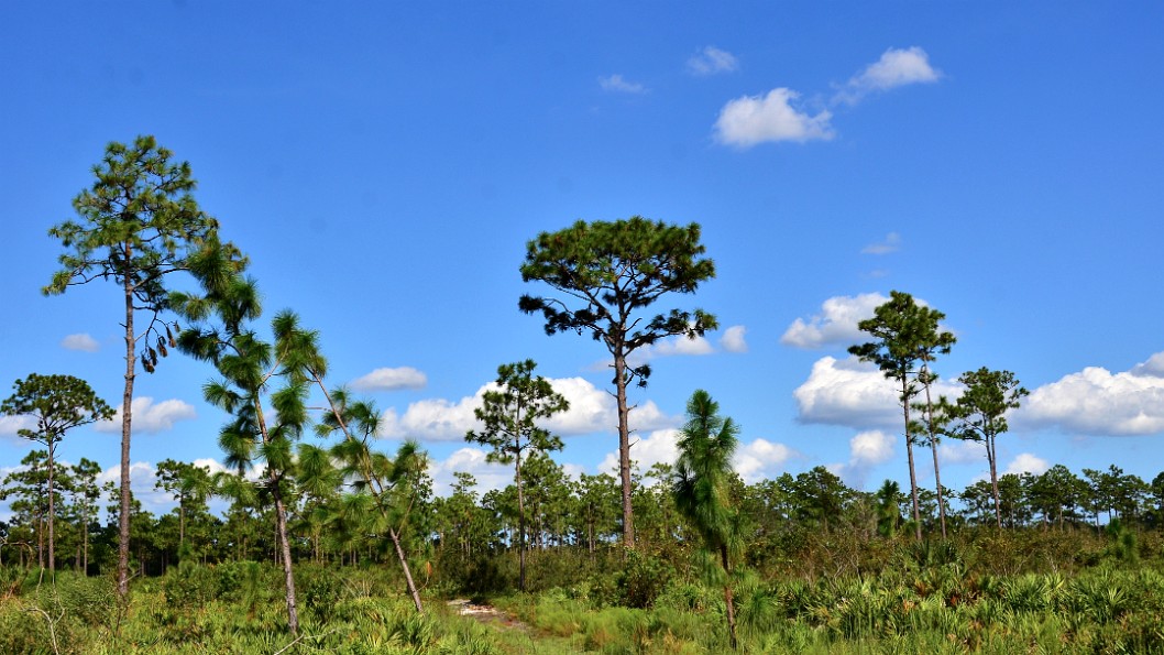 Part of the Pine Flatwoods Restoration Project